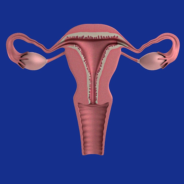 modificări - uterul